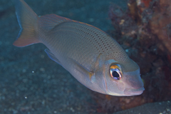 Scolopsis margaritifera