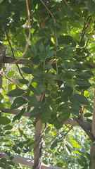 Wisteria frutescens