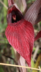 Serapias cordigera
