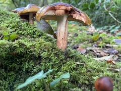 Cortinarius trivialis
