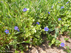 Lysimachia arvensis caerulea
