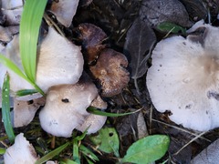 Candolleomyces