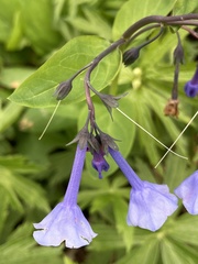 Mertensia virginica