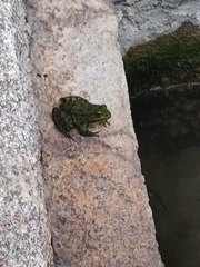 Pelophylax