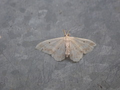 Idaea biselata