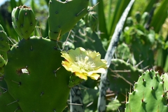 Opuntia monacantha