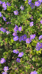 Geranium pratense