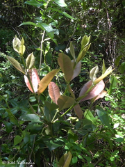 Myrceugenia planipes