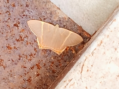 Phrygionis polita