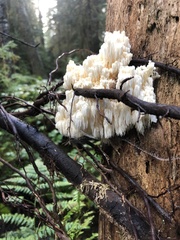 Hericium