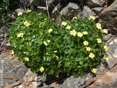 Oxalis megalorrhiza