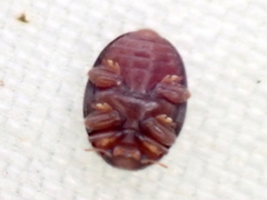 Rhyzobius lophanthae