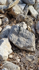 Dalmatolacerta oxycephala