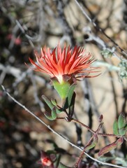 Drosanthemum lavisii