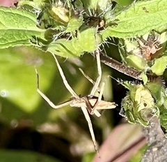 Pisaurina
