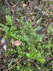 Galium gaudichaudii