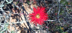 Drosanthemum lavisii