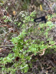 Galium gaudichaudii