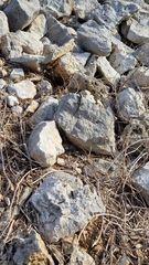 Dalmatolacerta oxycephala