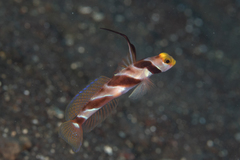 Stonogobiops nematodes