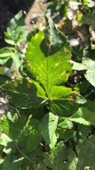 Parthenium hysterophorus