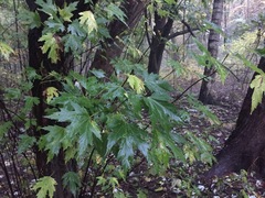 Acer