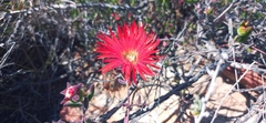 Drosanthemum lavisii