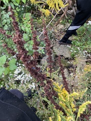 Rumex sanguineus