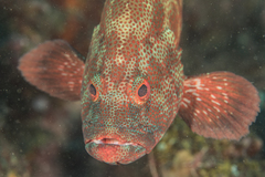 Cephalopholis sonnerati