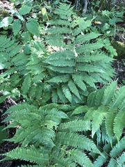 Dryopteris goldieana