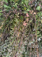 Rumex sanguineus