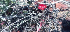 Drosanthemum lavisii