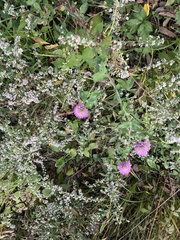 Rumex sanguineus
