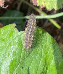 Phragmatobia fuliginosa