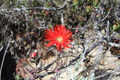 Drosanthemum lavisii