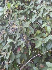 Viburnum tinus tinus