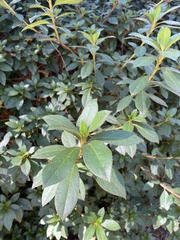 Rhododendron