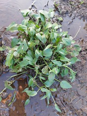 Pontederia vaginalis