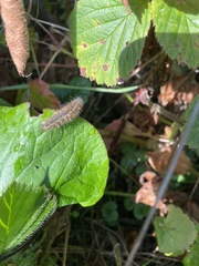 Phragmatobia fuliginosa