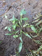 Pontederia vaginalis