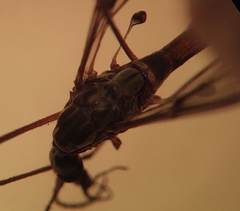Tipula