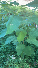 Reynoutria sachalinensis