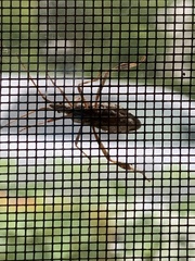 Leptoglossus clypealis