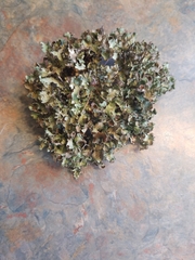 Tuckermanopsis orbata