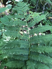 Dryopteris goldieana