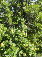 Podanthus ovatifolius