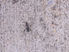 Neoclytus mucronatus