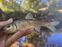 Luxilus chrysocephalus