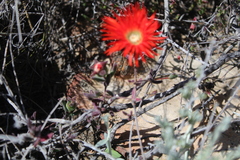Drosanthemum lavisii