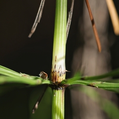 Equisetum telmateia